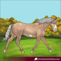 Horse Color:Silver Amber Champagne Frame
