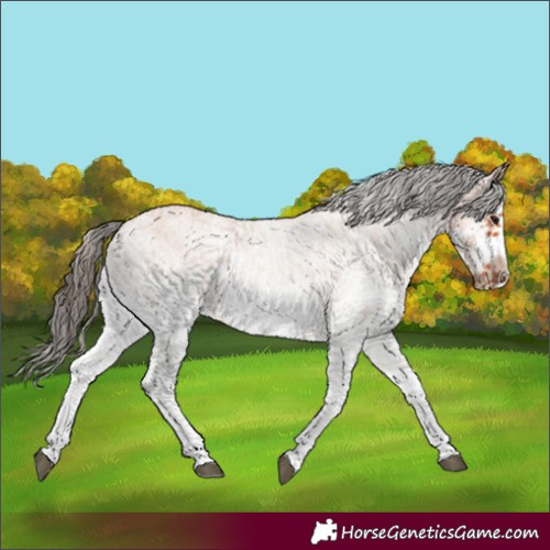 Horse Color:White Spotted Bay Splash  and White Spotted Bay Splash Frame 