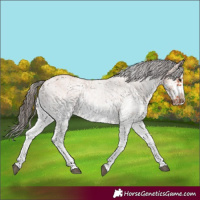Horse Color:White Spotted Bay Splash  and White Spotted Bay Splash Frame 