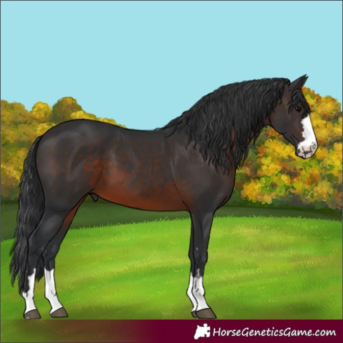 Horse Color:Brown 