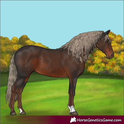 Horse Color:Liver Chestnut 