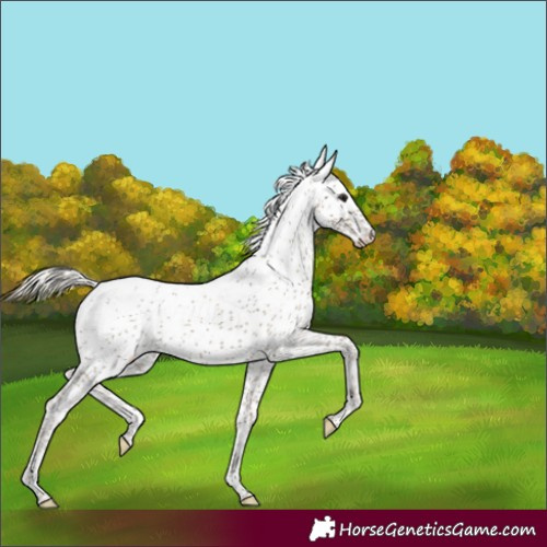 Horse Color:Silver Smoky Black Sabino Appaloosa Rabicano 