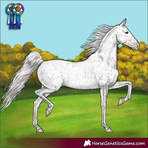 Horse Color:Silver Smoky Black Sabino Appaloosa Rabicano 