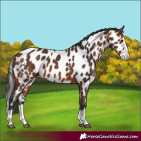 Horse Color:Bay Splash Appaloosa