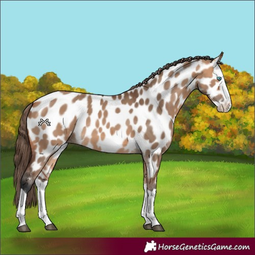 Horse Color:Bay Dun Splash Appaloosa