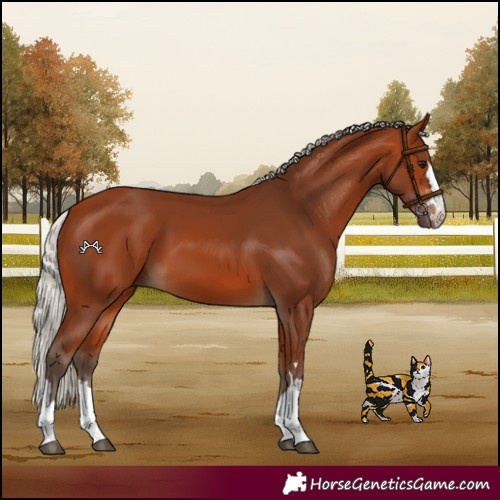Horse Color:Silver Bay
