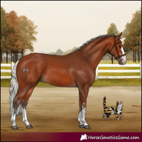 Horse Color:Silver Bay