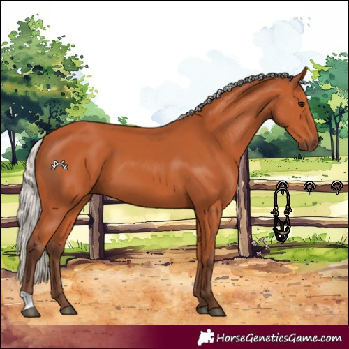 Horse Color:Silver Bay 