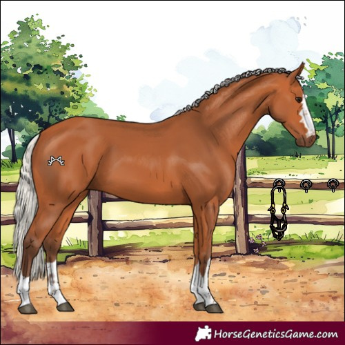 Horse Color:Silver Bay 