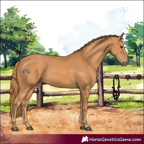 Horse Color:Chestnut 