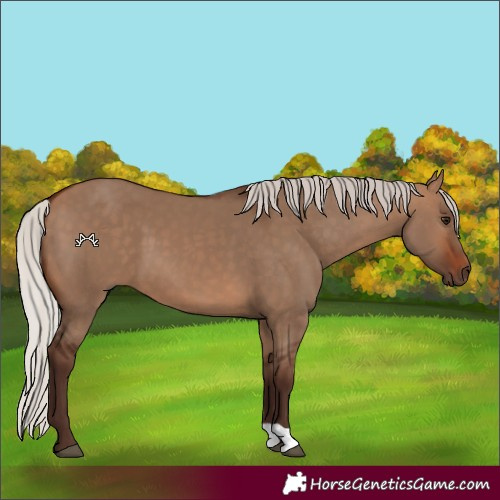 Horse Color:Unknown 