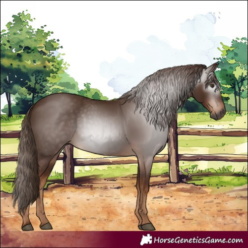 Horse Color:Gray Chestnut 