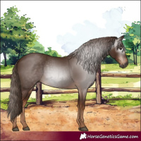 Horse Color:Gray Chestnut 