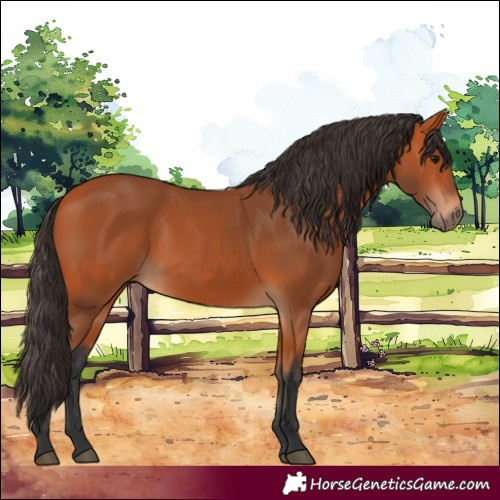 Horse Color:Bay 