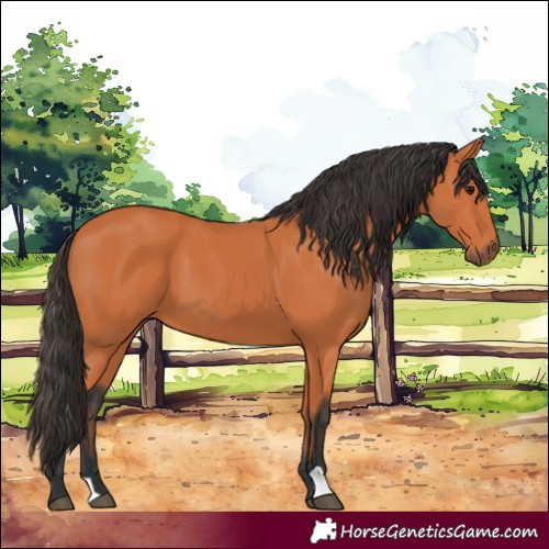 Horse Color:Bay 