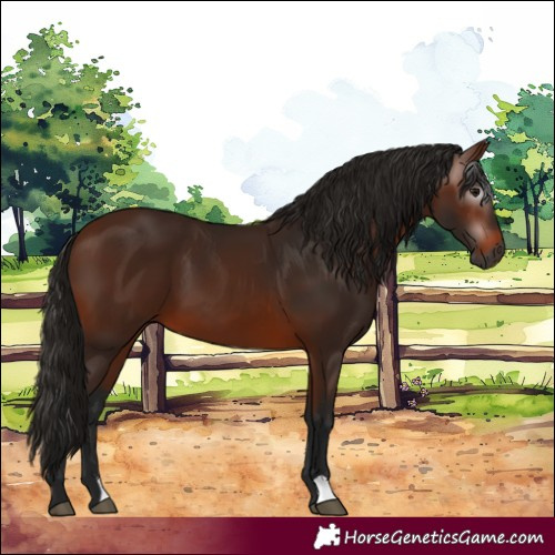 Horse Color:Gray Bay