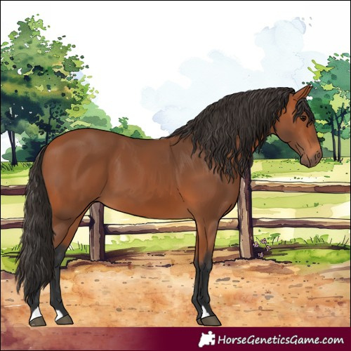 Horse Color:Bay 