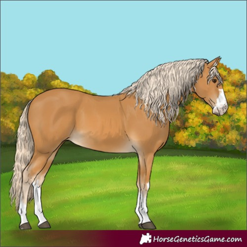 Horse Color:Palomino 