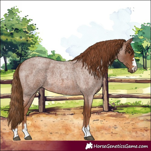 Horse Color:Red Roan 
