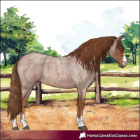 Horse Color:Red Roan