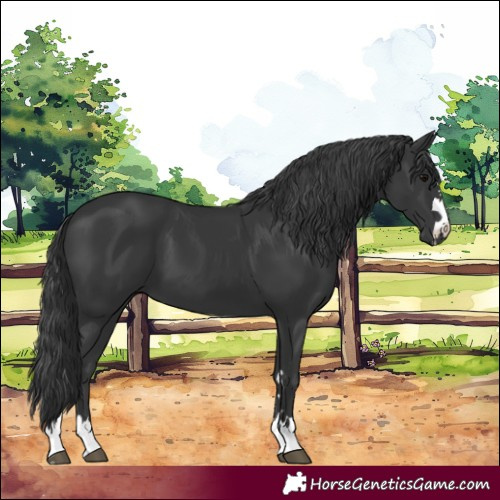 Horse Color:Black 