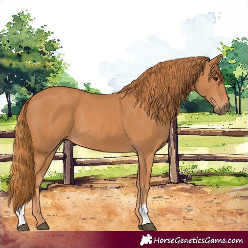 Horse Color:Chestnut 