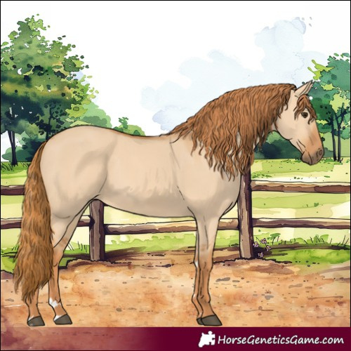 Horse Color:Red Dun 