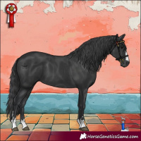 Horse Color:Black 