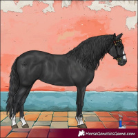 Horse Color:Black 