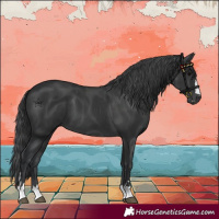 Horse Color:Black 