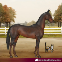 Horse Color:Liver Chestnut 
