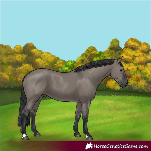 Horse Color:Grullo 