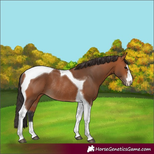 Horse Color:Bay Tobiano Rabicano 