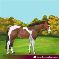 Horse Color:Bay Tobiano Rabicano 