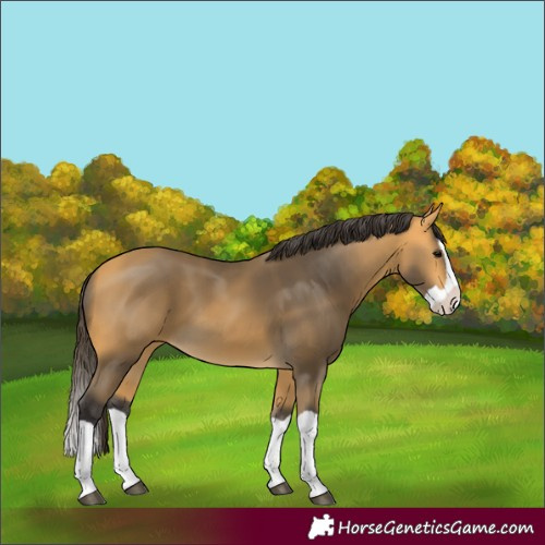 Horse Color:Unknown