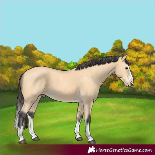 Horse Color:Buckskin Splash 