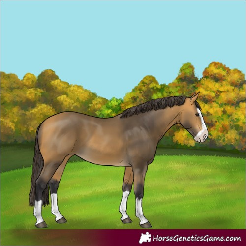 Horse Color:Buckskin Splash 