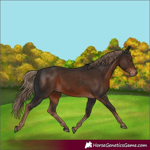 Horse Color:Liver Chestnut 