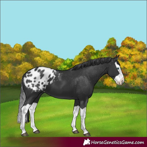 Horse Color:Black Splash Appaloosa