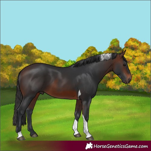 Horse Color:Brown Tobiano Rabicano