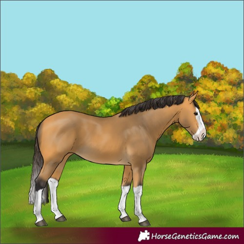 Horse Color:Buckskin Splash