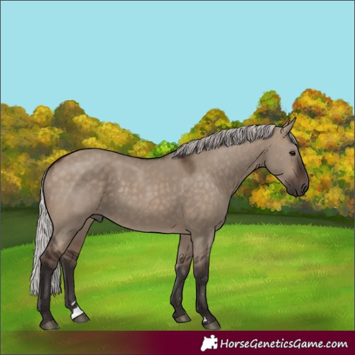 Horse Color:Silver Brown Dun 