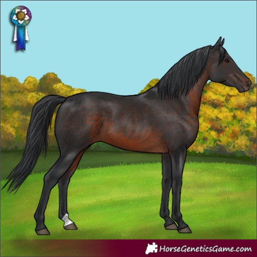Horse Color:Brown 