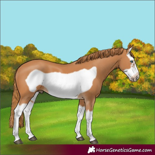 Horse Color:Chestnut Splash Frame 