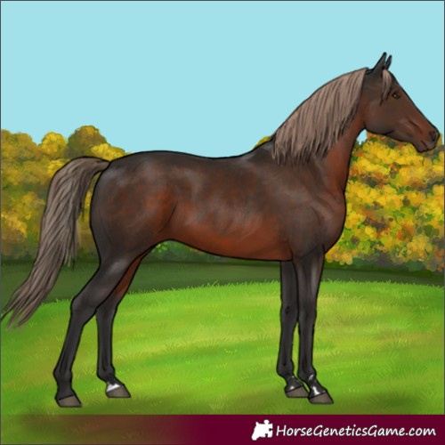 Horse Color:Liver Chestnut