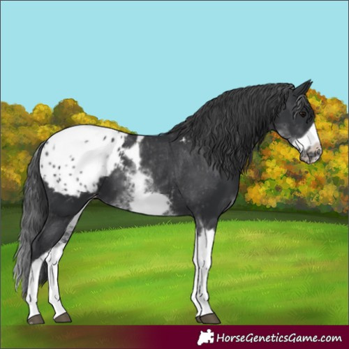 Horse Color:White Spotted Black Splash Tobiano Frame Appaloosa