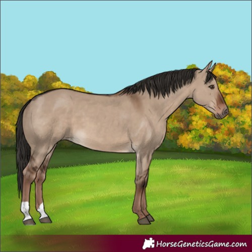 Horse Color:Liver Red Dun