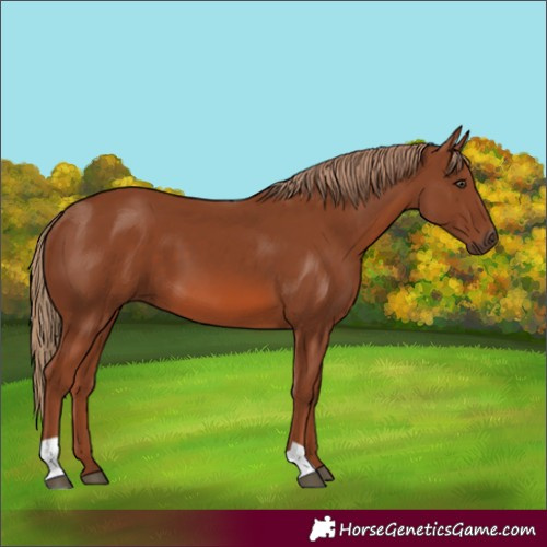 Horse Color:Chestnut 