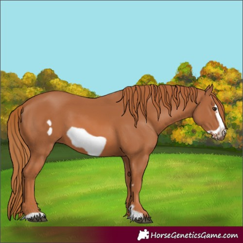 Horse Color:Chestnut Frame 