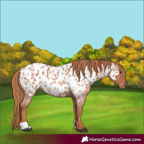 Horse Color:Red Roan Appaloosa 